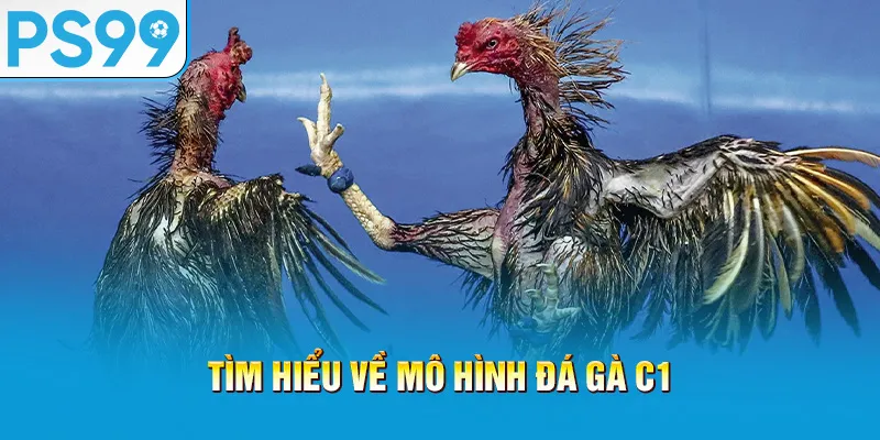 tim-hieu-ve-mo-hinh-da-ga-c1_54